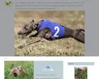 Feritte Bugsy - Italian Greyhound Kennel